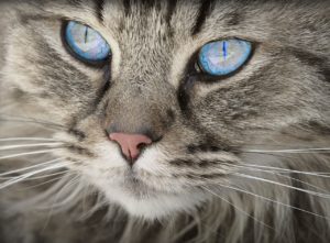 Diamond painting van een kat