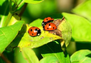 Ladybug princess