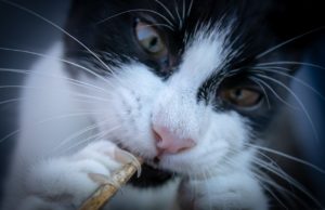Nagelschaar voor honden
