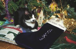 Kattensokken