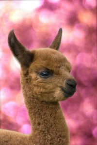 Alpaca sleutelhanger