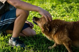 Honden scheerapparaat