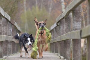 Ballen gooi apparaat voor honden