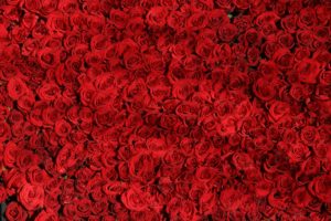 Decoratieve rozen