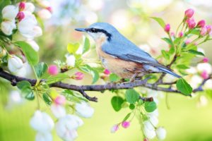 Houten vogel