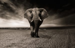 Safari diamondpainting