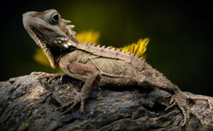 warmtelamp voor reptielen