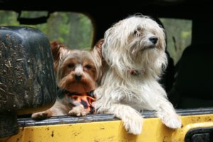 Stoelhoes voor honden