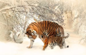 Winterjas