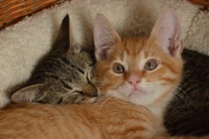 Kattenmand
