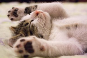 kattenbakvulling mat