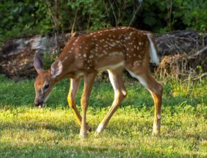 bambi diamondpainting