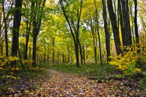 hand geschilderd behang