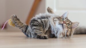 Interactief kattenspeelgoed