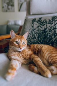 kattenspeeltjes