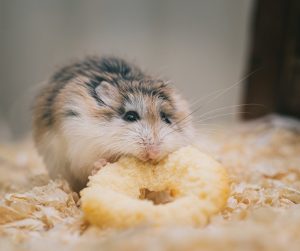 hamsterwiel