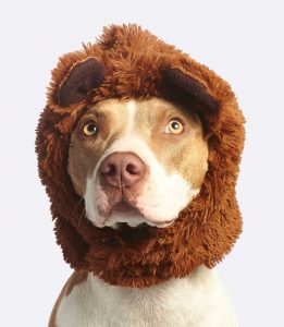 honden handdoek