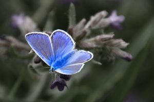 vlinder ketting