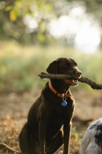 honden naamplaatje