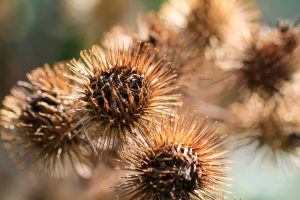 gedroogde bloemen