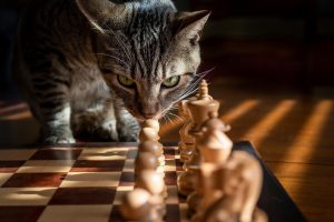katten halsband