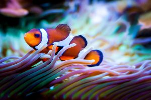 nemo ballonnen