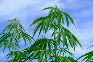 cannabis gordijnen