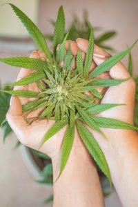 cannabis beddengoed