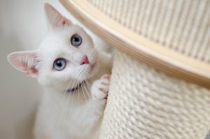 katten huis