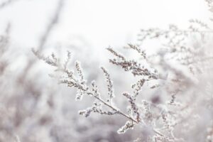 planten jas