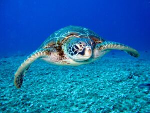 schildpad sieraad