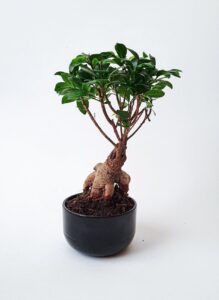 ginseng capsules