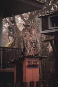 brown tabby cat on top of wooden beam
