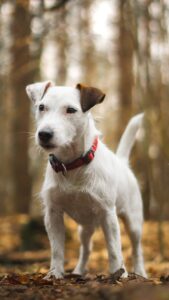 cute dog in forest