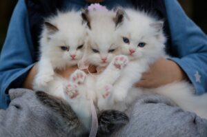 close up photo of a hand holding three white kittens