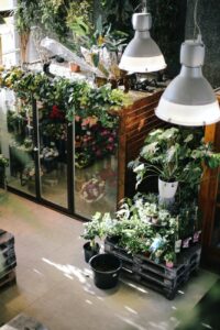 home garden with different plants