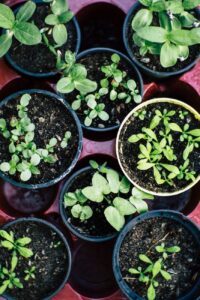green plant on brown plastic pot