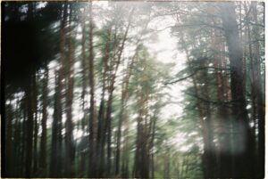 blurry photo of green trees